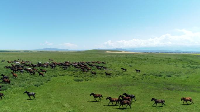 新疆草原上奔驰的骏马航拍风景蓝天下马群
