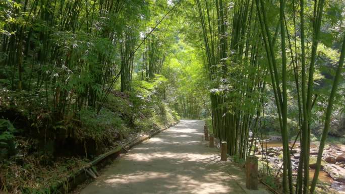 夏季户外光影下的竹林小道