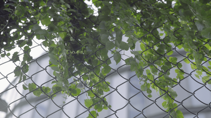 大学开学季 学校 教室 毕业季 高考