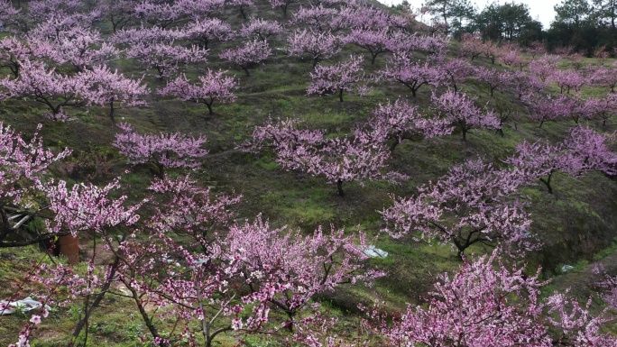 桃园桃树林桃花航拍