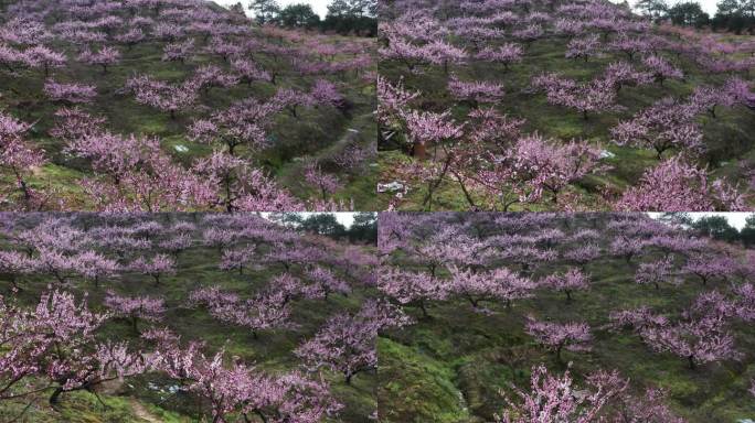 桃园桃树林桃花航拍