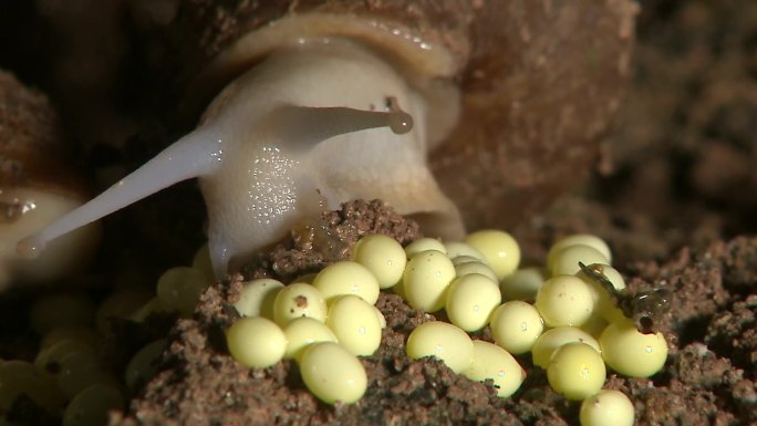 蜗牛产卵