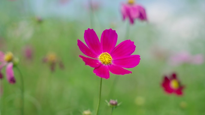 4k格桑花特写