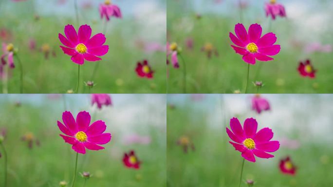 4k格桑花特写