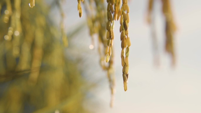 水稻成熟水滴滑落稻田稻谷粮食丰收