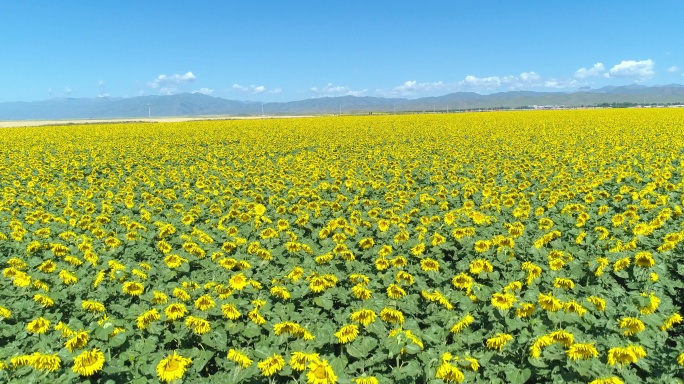 新疆夏季蓝天广阔无垠的向日葵花海航拍风景