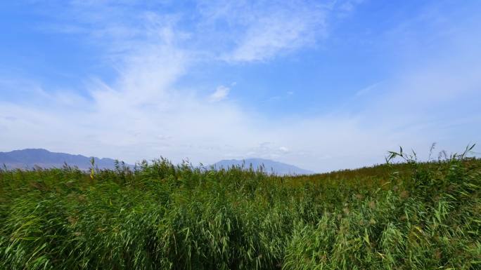 新疆盐湖蓝天白云下的风吹芦苇荡