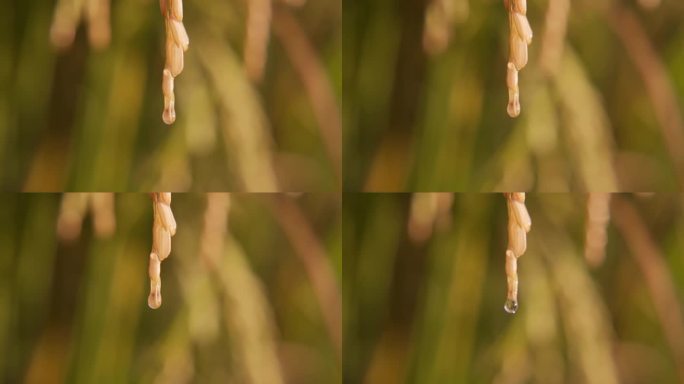 唯美意境水滴从稻谷上滑落农业宣传片