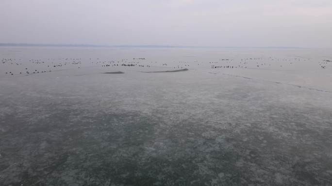 南疆喀什冬季结冰的湖面上的水鸟