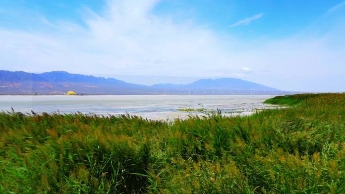 新疆盐湖蓝天白云下的风吹芦苇荡