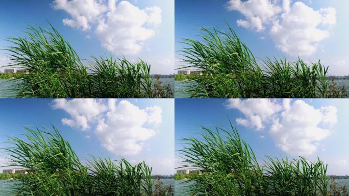 湖边自然植物蓝天白云亲水平台空镜