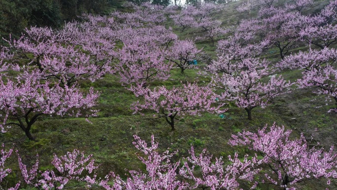 桃园桃树林桃花4K航拍