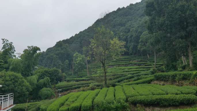 雨中的茶园