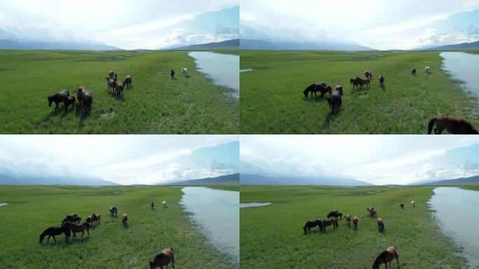 新疆草原上悠闲吃草的马群