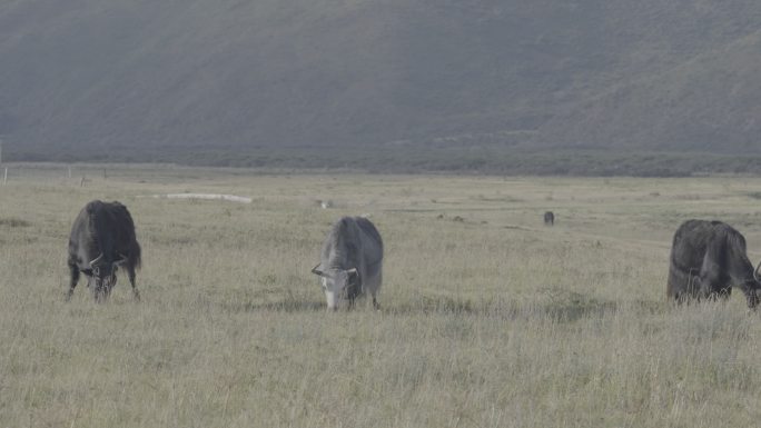 4K 灰片 川西高原草地耗牛吃草