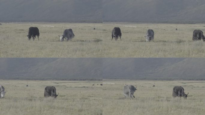 4K 灰片 川西高原草地耗牛吃草