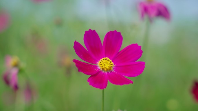 4k格桑花特写