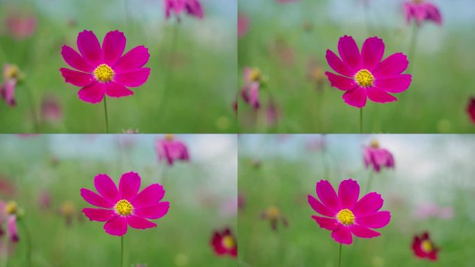 4k格桑花特写