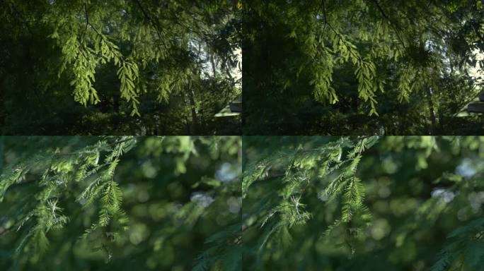 原创4K实拍光线穿透树木枝叶形成的光斑