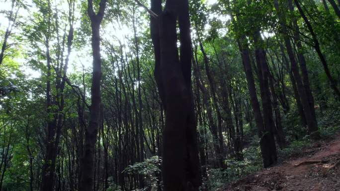 广州白云山森林公园树木阳光徒步