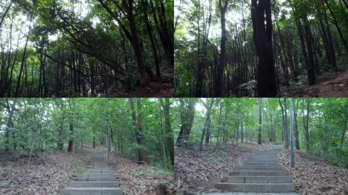 广州白云山森林公园树木阳光徒步