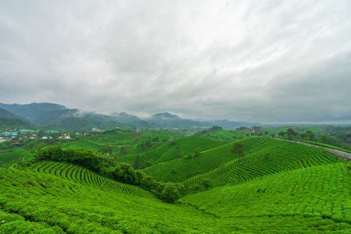 茶山延时 毛尖茶山 文新茶场 茶山 茶树