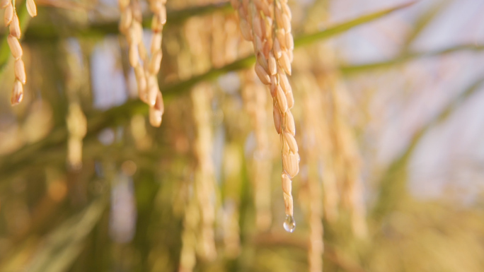 水滴从稻谷上滑落水稻丰收