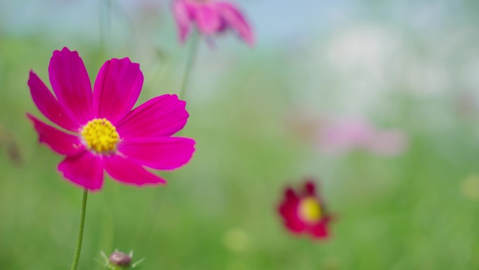 4k格桑花特写