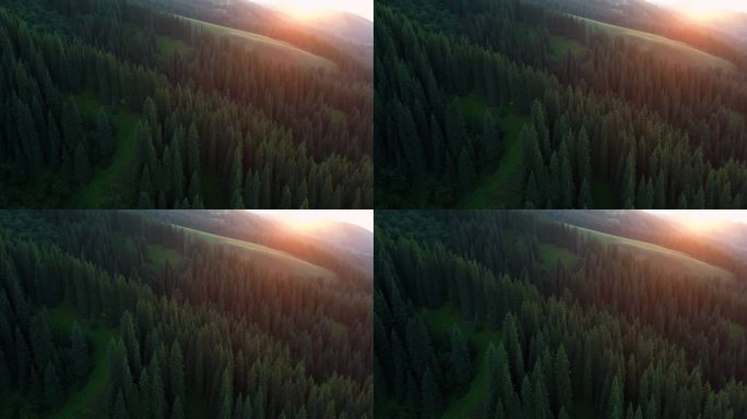 航拍日落夕阳下万亩林场新疆高山森林草地
