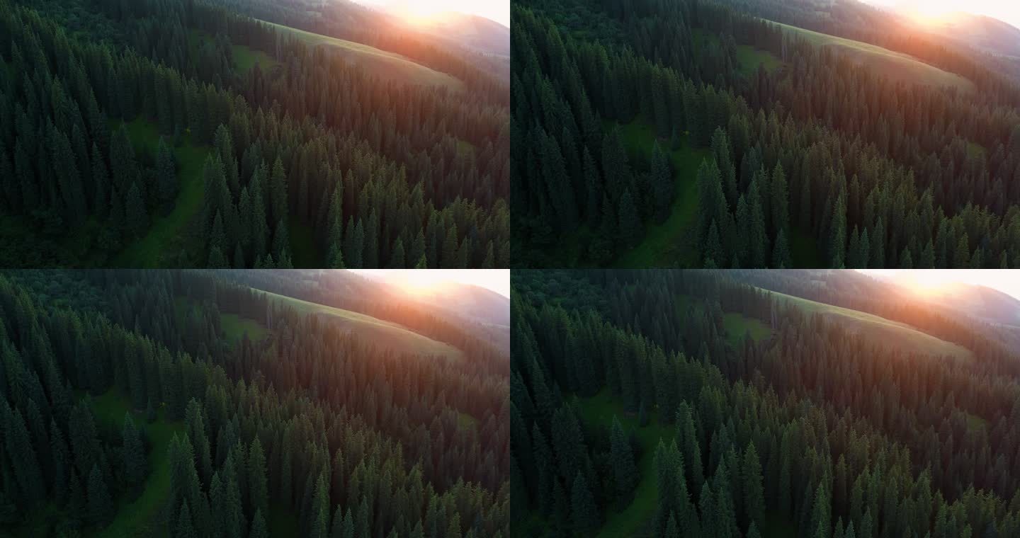 航拍日落夕阳下万亩林场新疆高山森林草地