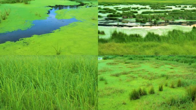沼泽、生态、绿色