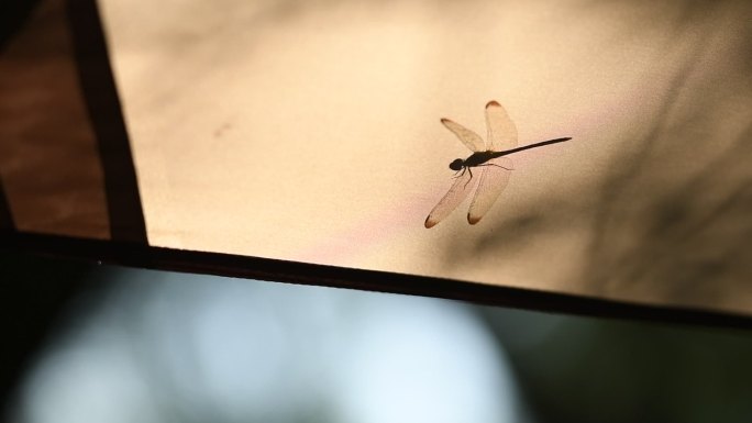 天幕上蜻蜓飞走