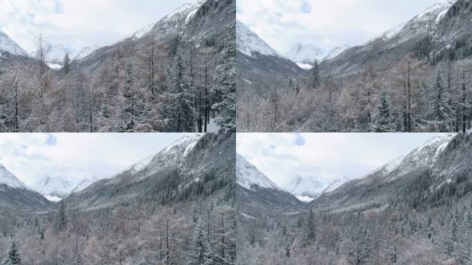 四姑娘山冬季雪景山谷树林航拍风景