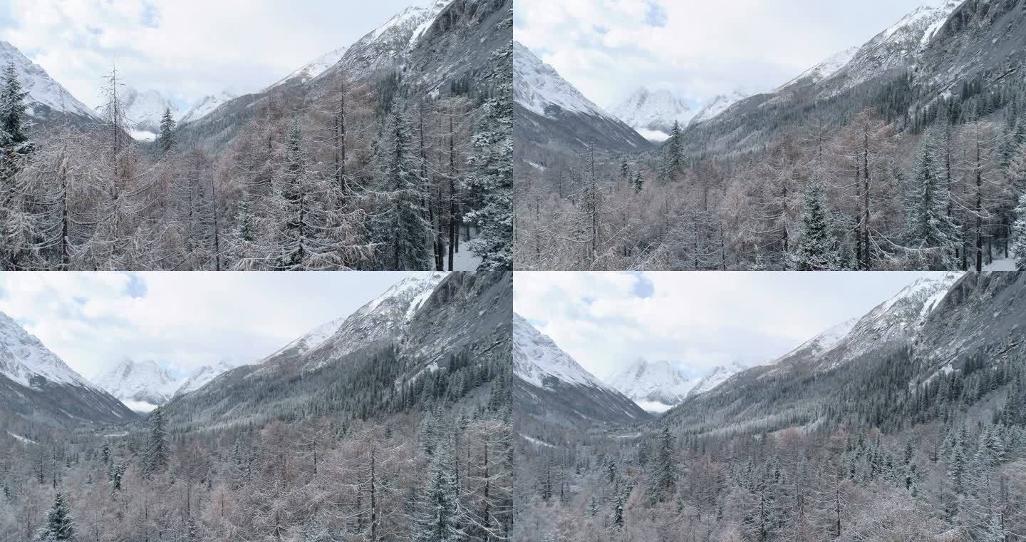 四姑娘山冬季雪景山谷树林航拍风景