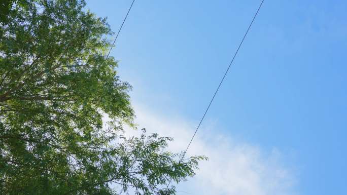 晴朗天空蓝天白云风吹树梢