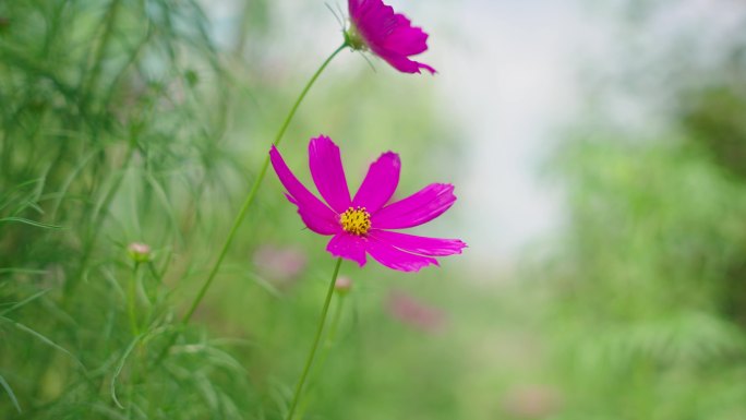 4k格桑花特写