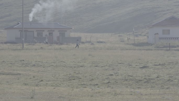 4K 灰片 川西高原草地耗牛吃草