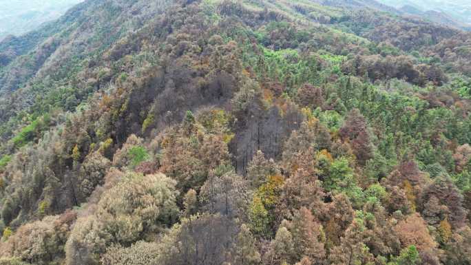 山火扑灭后的重庆北碚缙云山隔离带航拍