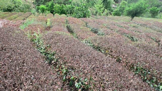 大旱旱情茶园茶树茶叶灾情灾害旱灾