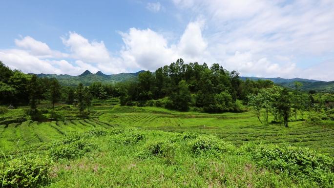 乡下山里的羊和茶园绿地合集