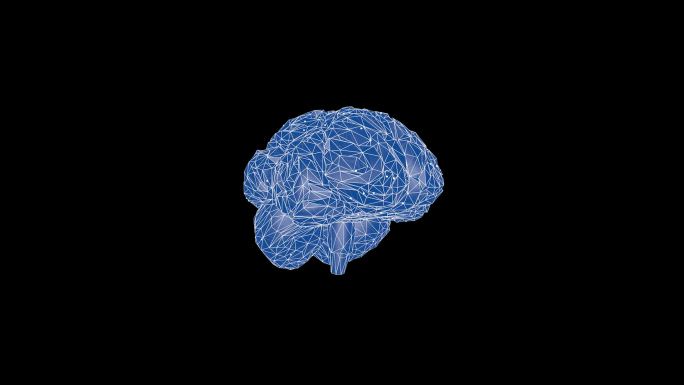高科技三维大脑