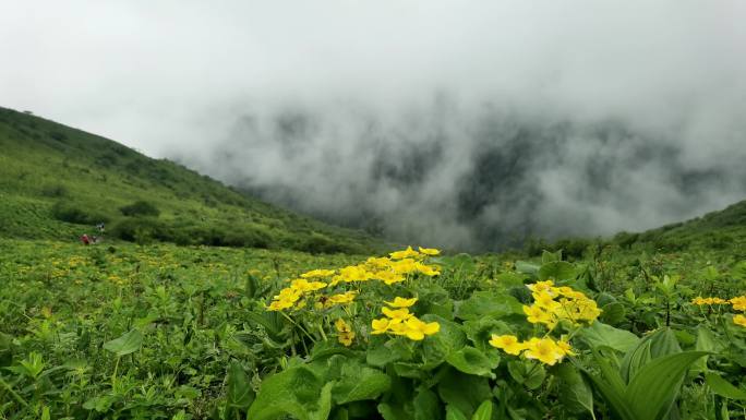 四川巴朗山夏季高原徒步野花盛开