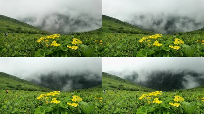 四川巴朗山夏季高原徒步野花盛开