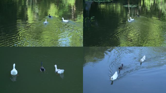 原创4K实拍视频水中觅食游玩的鸭子