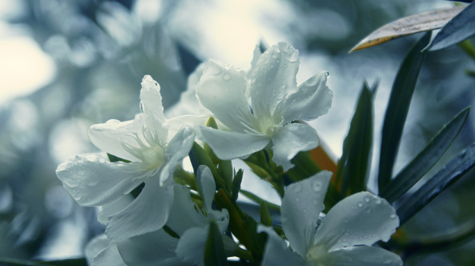 4K白花夹竹桃露水水珠白色花朵夹竹桃树