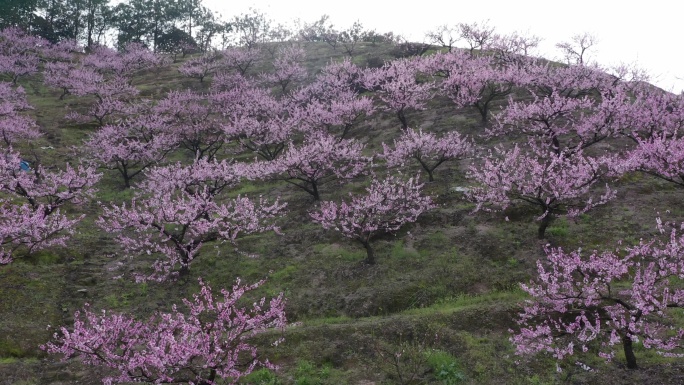 桃园桃树林桃花4K航拍