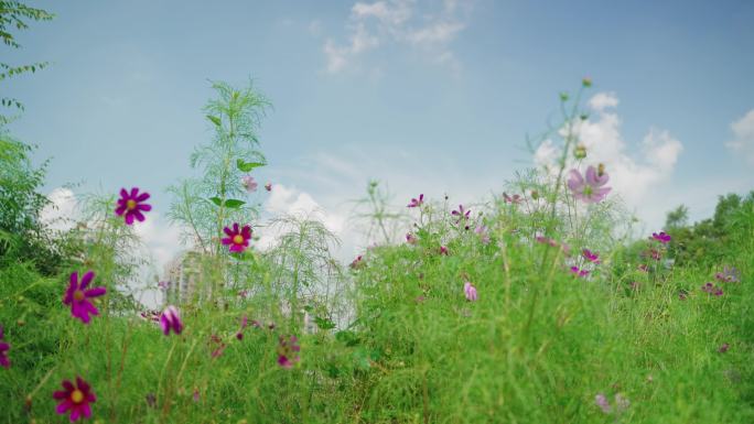 4k格桑花特写