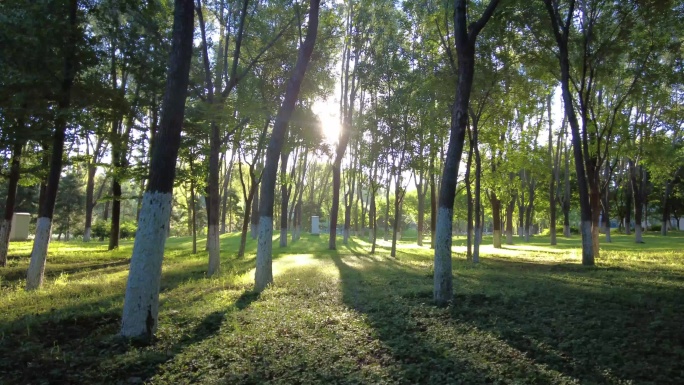 树林阳光清晨公园树林草地逆光树林森林公园