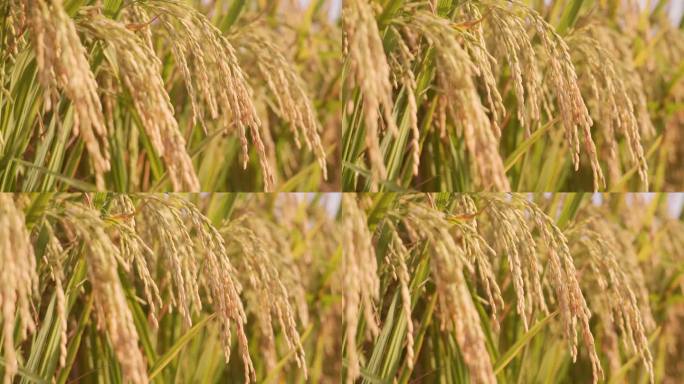 稻谷成熟粮食丰收农业种植水稻麦穗