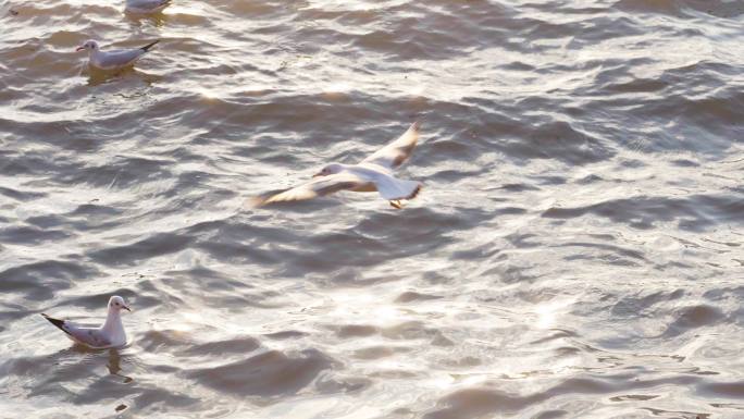 西昌邛海边飞翔的红嘴海鸥慢镜头